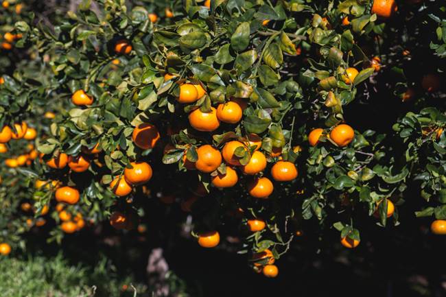 tangerines