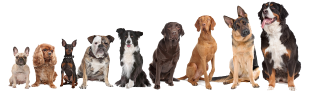 body types dog breeds