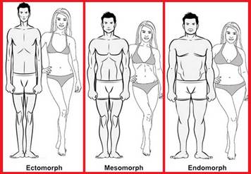 body types