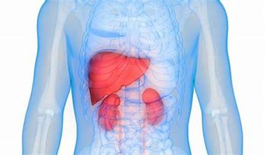 liver and kidneys