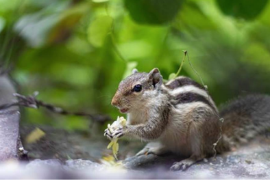 grey squirrel during daytime